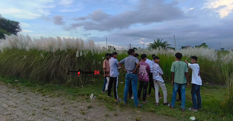 মাদারীপুরে কাশফুলের মুগ্ধতায় দর্শনার্থীদের ভিড়