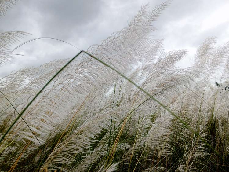 ঢাকার যেসব স্থানে দেখা মিলবে কাশফুলের