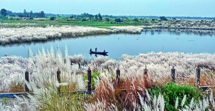 ব্রহ্মপুত্রের পাড়ে কাশফুলের রাজ্য