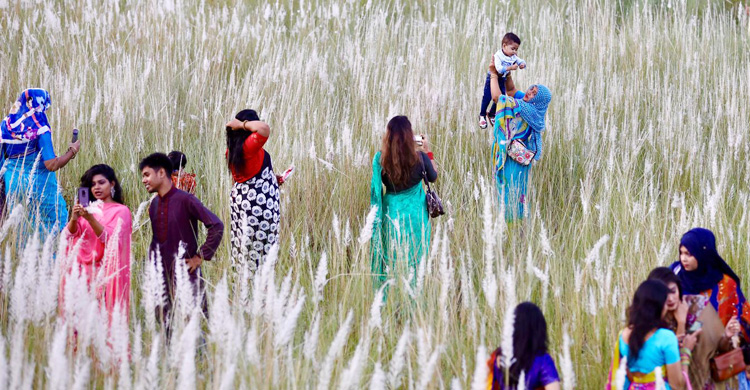 সারিঘাটে কাশফুলের মাঝে হারিয়ে যাওয়া