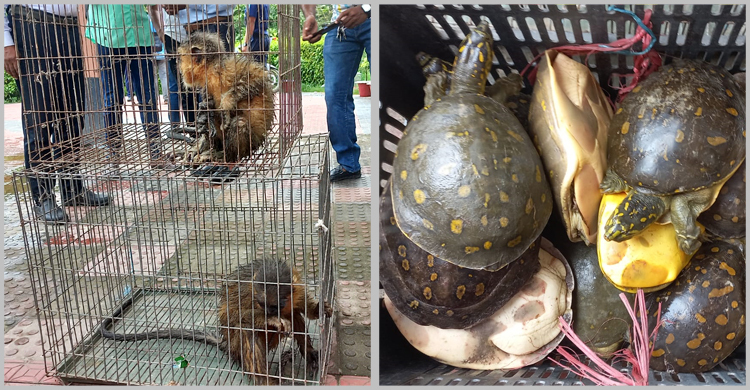 ফেনীতে মুখপোড়া হনুমান-কাছিমসহ একজন আটক