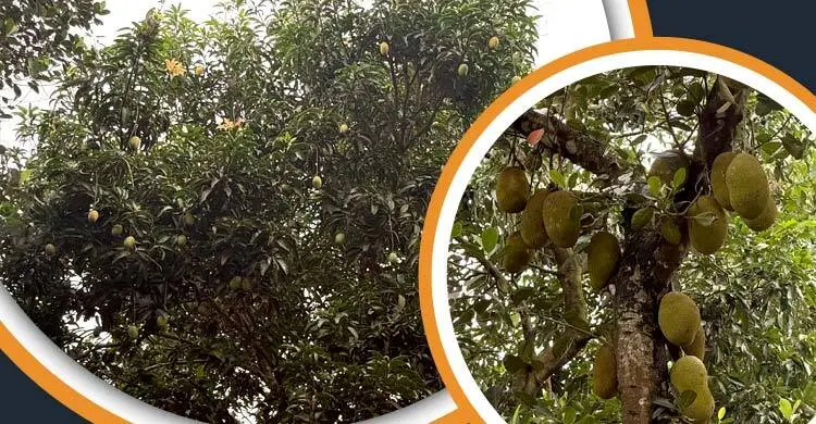 লেবু-কমলার অঞ্চলে আম-কাঁঠালের রাজত্ব