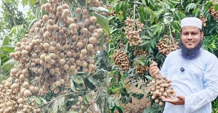 কাঠলিচুতেই লাখোপতি মনিরুজ্জামান, বিক্রি করেছেন ১০ লাখ টাকা