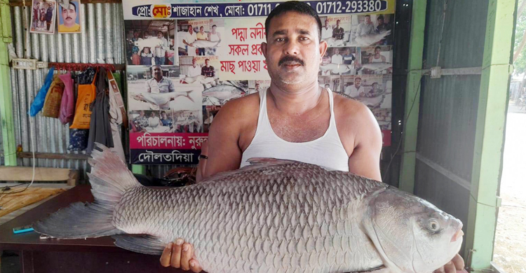 পদ্মায় ধরা পড়লো ১৬ কেজির কাতলা, বিক্রি ২০ হাজারে