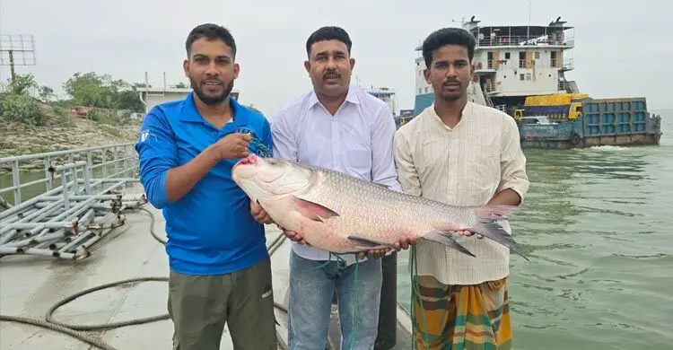 দৌলতদিয়ায় সাড়ে ৪২ হাজারে বিক্রি হলো ২৫ কেজির এক কাতল