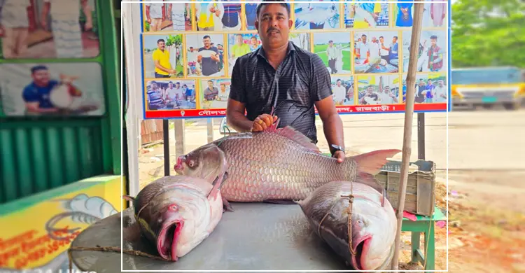 দৌলত‌দিয়ায় সোয়া লাখে বি‌ক্রি হলো ৩ কাত‌ল