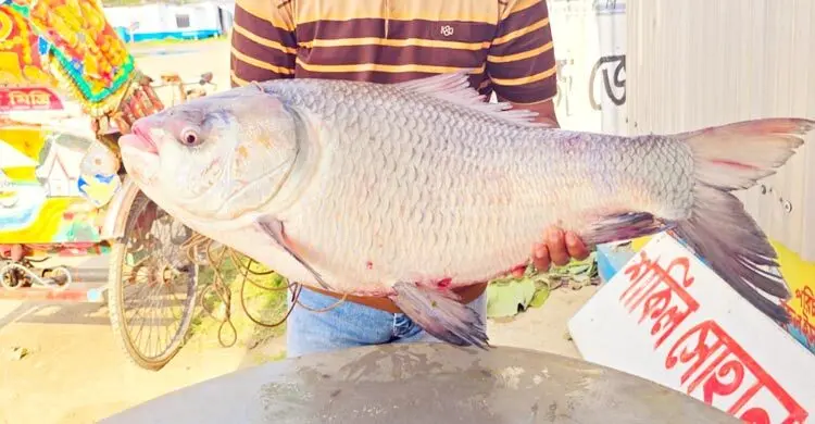 পদ্মায় ধরা পড়া সাড়ে ২১ কে‌জির এক কাত‌ল ৪৪ হাজার টাকায় বিক্রি