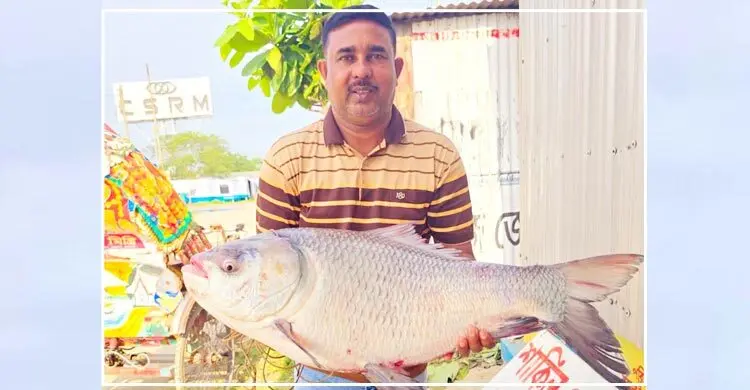 পদ্মায় ধরা পড়া সাড়ে ২১ কে‌জির এক কাত‌ল ৪৪ হাজার টাকায় বিক্রি