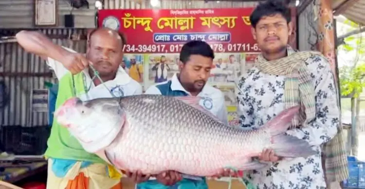 ২৫ কেজির কাতল সাড়ে ৫৭ হাজার টাকায় বিক্রি