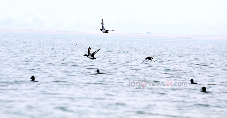 কাপ্তাই হ্রদের বুকে এক টুকরো দ্বীপ কাট্টলী