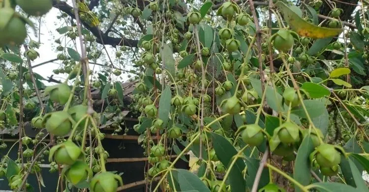 সুন্দরবনের কেওড়া: উপকূলের নারীদের হাতে সম্ভাবনার নতুন অর্থনীতি