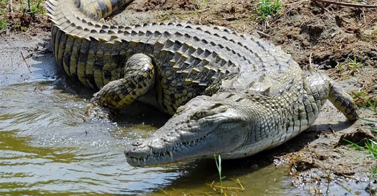 শিবসা নদীতে কুমির আতঙ্ক, মাছ ধরছেন না জেলেরা