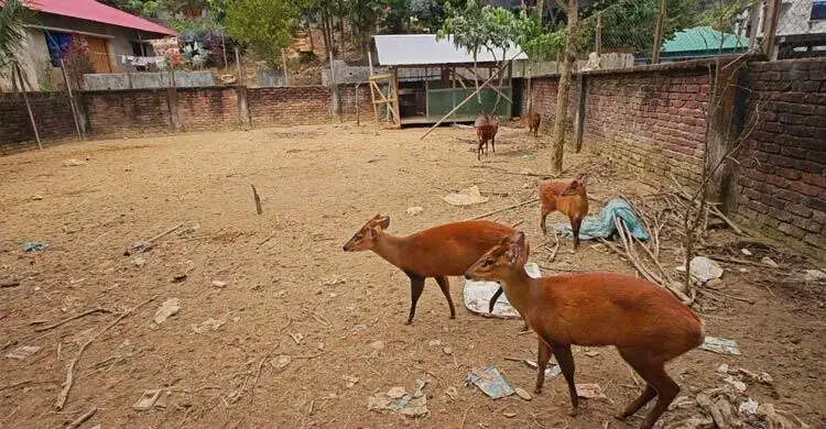 খাগড়াছড়িতে বিপন্ন ভালুক-হরিণসহ ৯ বন্যপ্রাণী উদ্ধার