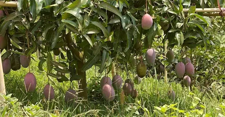 পাহাড়ে বিদেশি আম চাষে নতুন সম্ভাবনা
