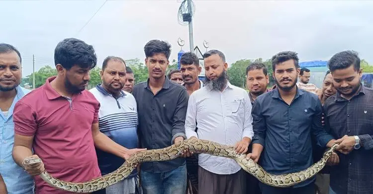 কৃষকের জালে আটকা পড়লো ৮ ফুট লম্বা অজগর