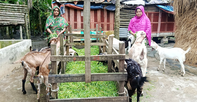 ভোলায় ছাগলের খামারে মনোয়ারার চমক