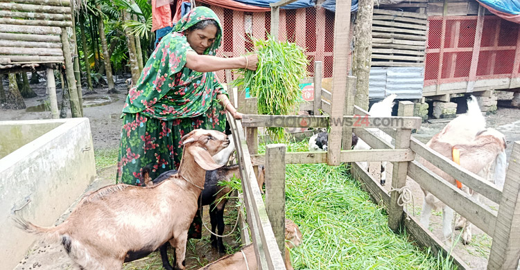ভোলায় ছাগলের খামারে মনোয়ারার চমক