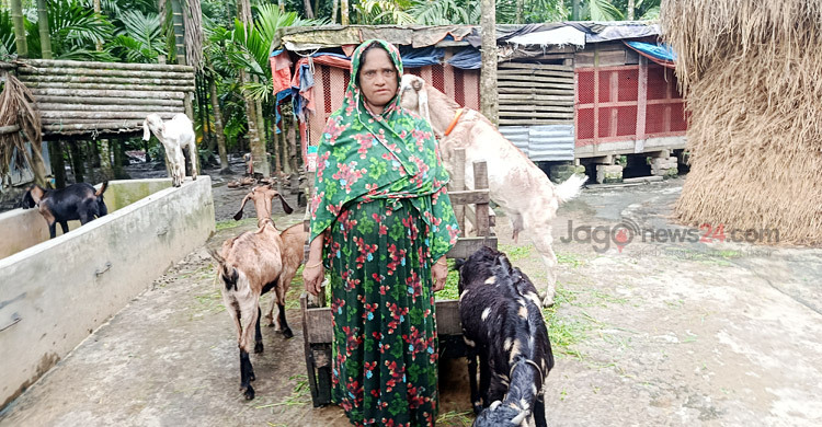 ভোলায় ছাগলের খামারে মনোয়ারার চমক