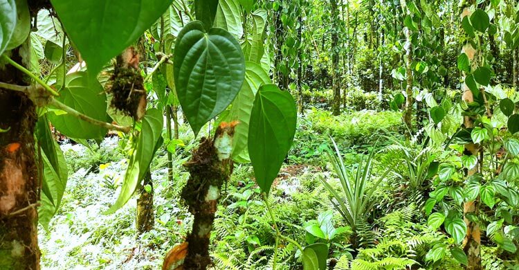দুই হাজার পানগাছ কেটে দিলো দুর্বৃত্তরা, পথে দুই খাসিয়া পরিবার