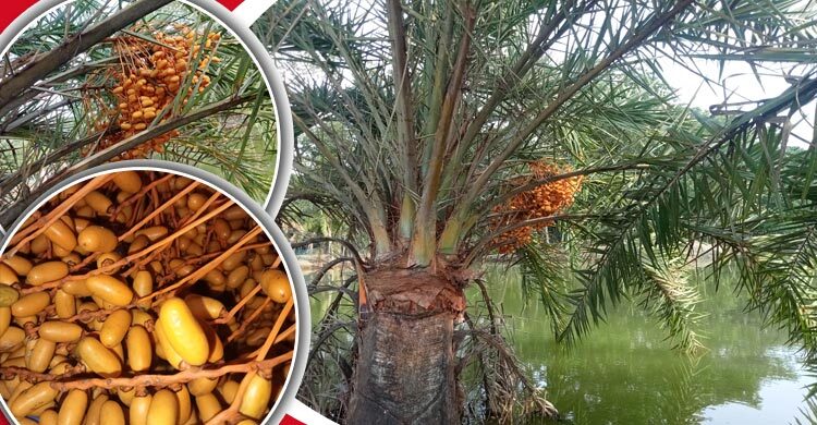 হারিয়ে যাচ্ছে দেশি ফল ‘খেজুর’