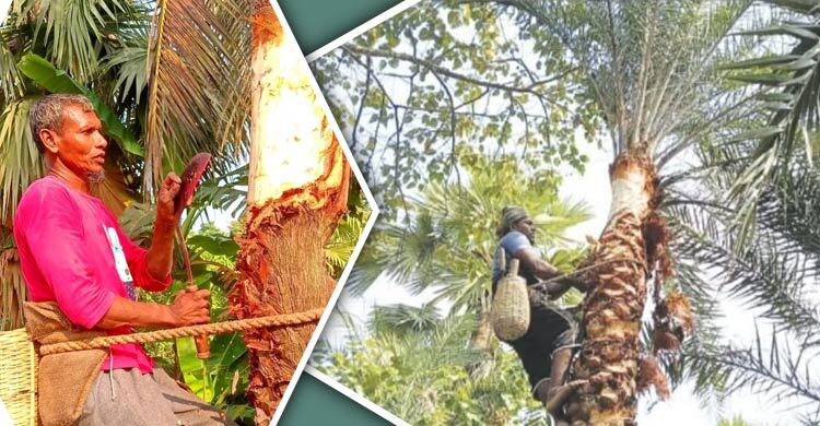 নড়াইলে কমেছে খেজুর গাছ, গাছিরও অভাব