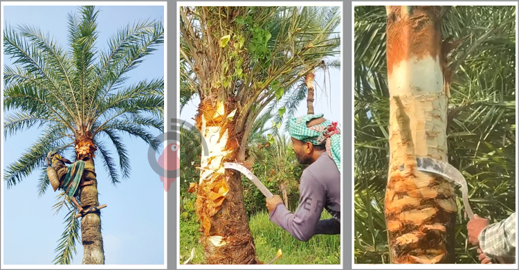 খেজুরের রস সংগ্রহে ব্যস্ত মাগুরার গাছিরা