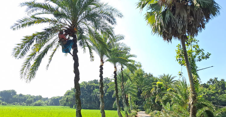 ঝিনাইদহে খেজুর রস সংগ্রহে বেড়েছে গাছিদের ব্যস্ততা