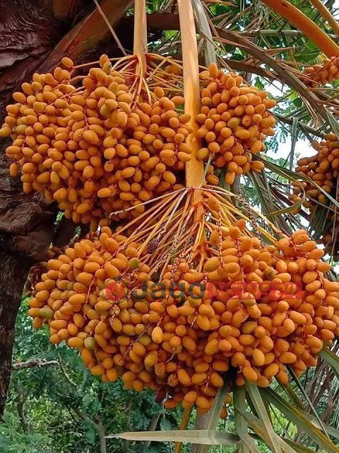 khejur