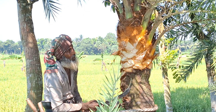 ঝিনাইদহে খেজুর রস সংগ্রহে বেড়েছে গাছিদের ব্যস্ততা