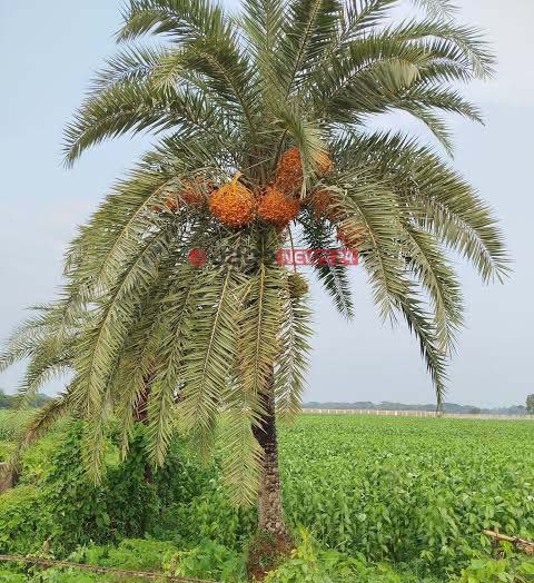 khejur