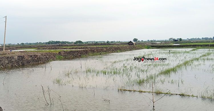 এক পানিতে একাধিক মাছ চাষ, বদলে যাচ্ছে মৎস্য চাষিদের জীবন