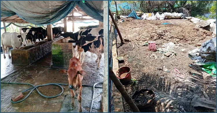 অস্বাস্থ্যকর পরিবেশে গরুর খামার, গুনতে হলো জরিমানা