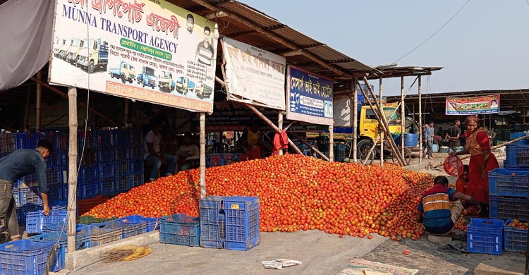 ডুমুরিয়ার পাইকারি বাজারে টমেটোর ছড়াছড়ি, কেজি ৩ টাকা