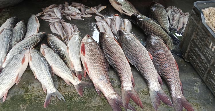 খুলনার বাজারে বেড়েছে সবজি-মাছের দাম