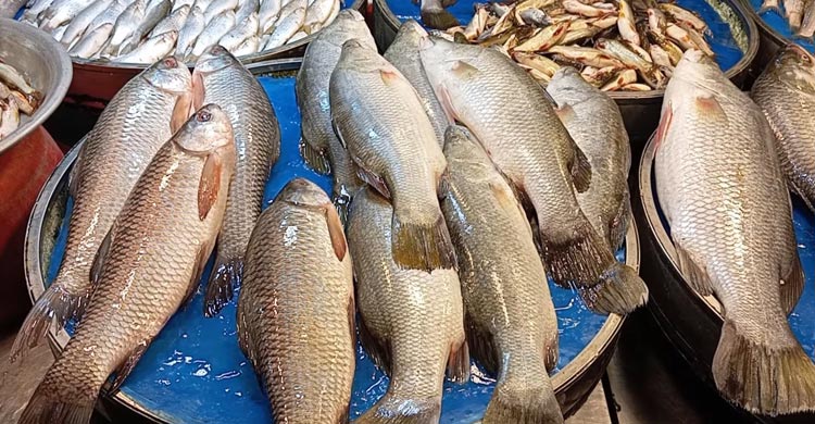 খুলনায় ঝাল কমেছে কাঁচামরিচের