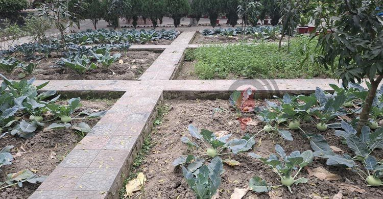 প্রকল্পের অভাবে স্থবির পতিত জমিতে ফসল উৎপাদন