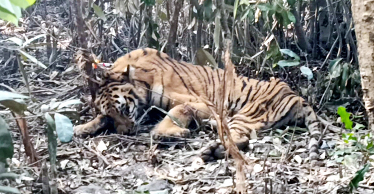 সুন্দরবনে ফাঁদে আটকা বাঘের চিকিৎসা চলছে, ফিরছে বন্য ক্ষিপ্রতা
