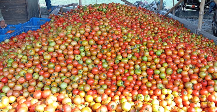 ডুমুরিয়ার পাইকারি বাজারে টমেটোর ছড়াছড়ি, কেজি ৩ টাকা