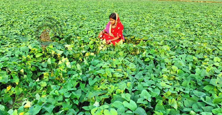 নোনা মাঠে সোনার ফসল
