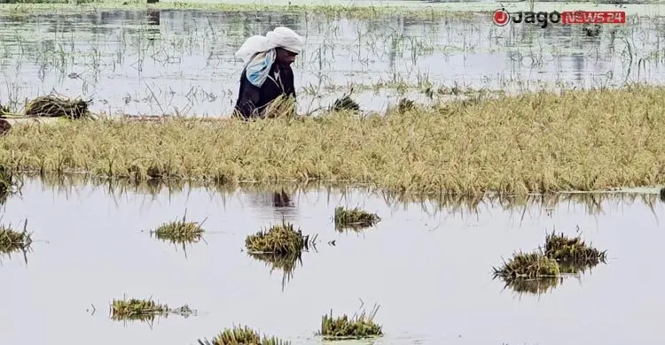 কিশোরগঞ্জে পানিতে তলিয়ে গেছে সাড়ে ৬ হাজার হেক্টর ধানের জমি