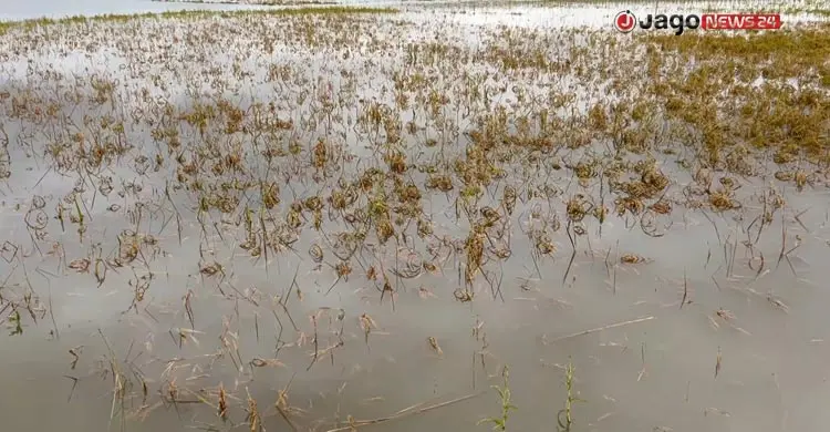 কিশোরগঞ্জে পানিতে তলিয়ে গেছে সাড়ে ৬ হাজার হেক্টর ধানের জমি