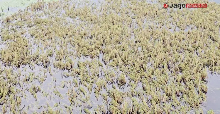 কিশোরগঞ্জে পানিতে তলিয়ে গেছে সাড়ে ৬ হাজার হেক্টর ধানের জমি