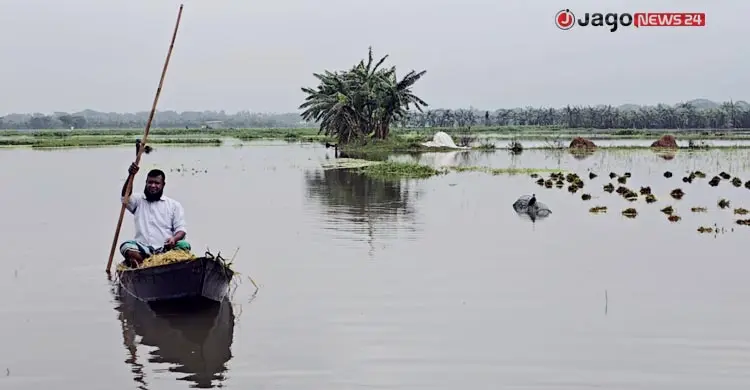 কিশোরগঞ্জে পানিতে তলিয়ে গেছে সাড়ে ৬ হাজার হেক্টর ধানের জমি
