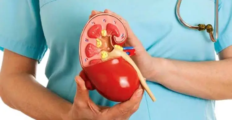 কিডনি ভালো আছে কি না বুঝবেন কীভাবে?