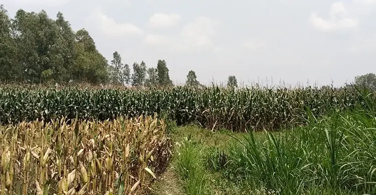 সোনার চেইন-কানের দুলকে ঘিরে তিনজনকে হত্যা, যা জানা গেলো