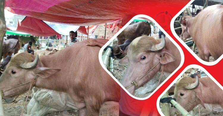 ট্রাম্পের পর এবার ঢাকার হাটে ‘কিম জং উন’