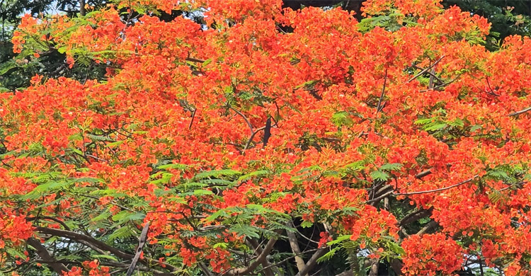 কৃষ্ণচূড়ায় সেজেছে কিশোরগঞ্জের মুক্তমঞ্চ