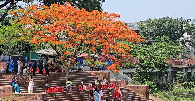কৃষ্ণচূড়ায় সেজেছে কিশোরগঞ্জের মুক্তমঞ্চ