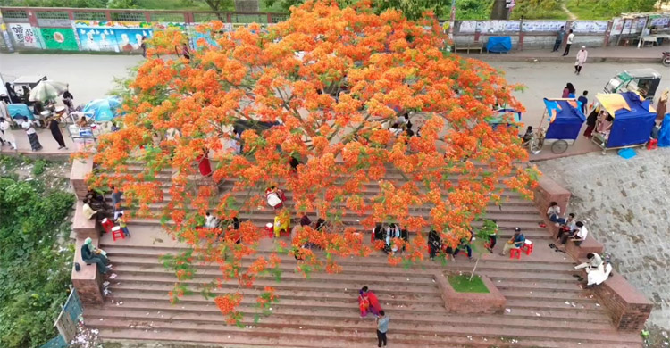 কৃষ্ণচূড়ায় সেজেছে কিশোরগঞ্জের মুক্তমঞ্চ