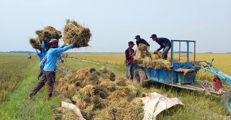 ধানে চিটা, হাওরে চাষিদের মাথায় হাত
